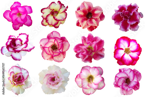 Close-up photo of a bunch of colorful Adenium flowers of various species isolated on a transparent background png file.