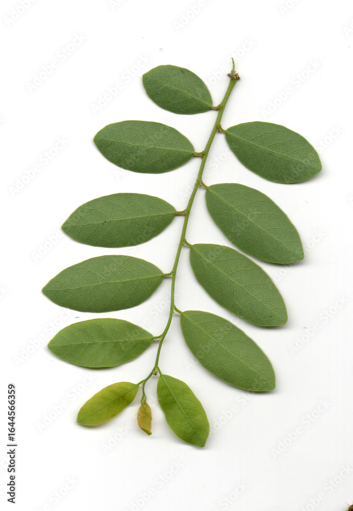 Naklejka premium green leaves isolated on white