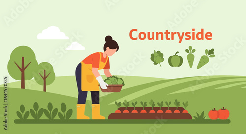 A woman harvests vegetables in a countryside garden on a bright sunny day in the countryside