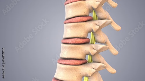 Spinal Decompression Therapy Explained in Medical Animation