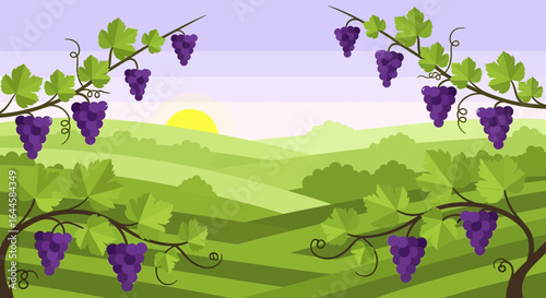 Cartoon illustration of a vineyard landscape with grapes growing on vines at sunset