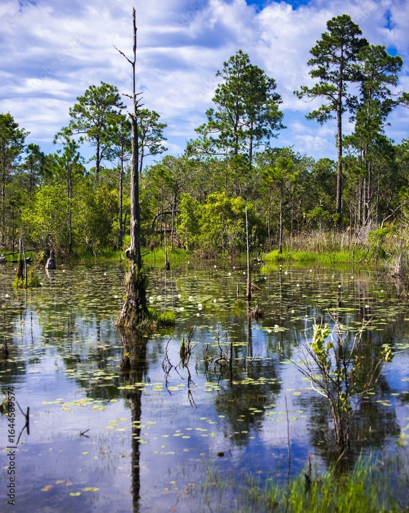 Obraz premium Scenic swamp area located near a park in Gulf Shores