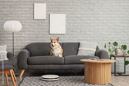 Cute Welsh Corgi dog on sof...