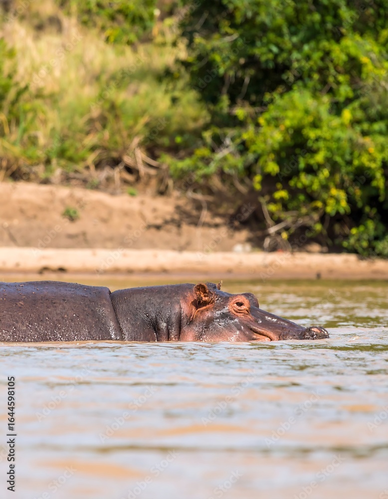 Fototapeta premium A hippopotamus partially submerged in a murky river, its head and back visible above the waterline, with a vegetated bank in the background