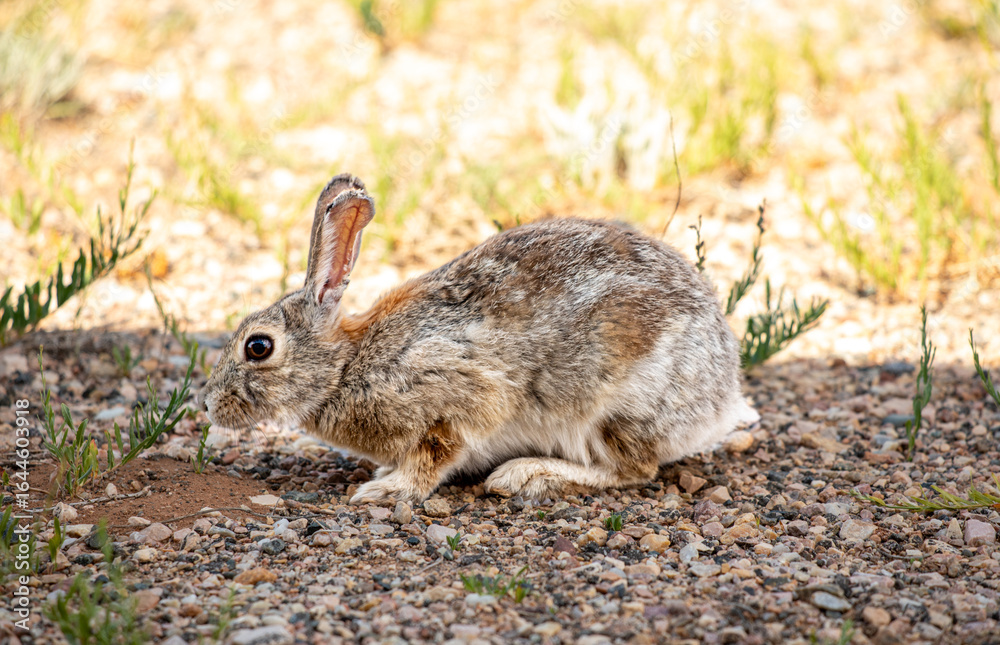 Fototapeta premium Wild rabbit grazing in Wyoming park