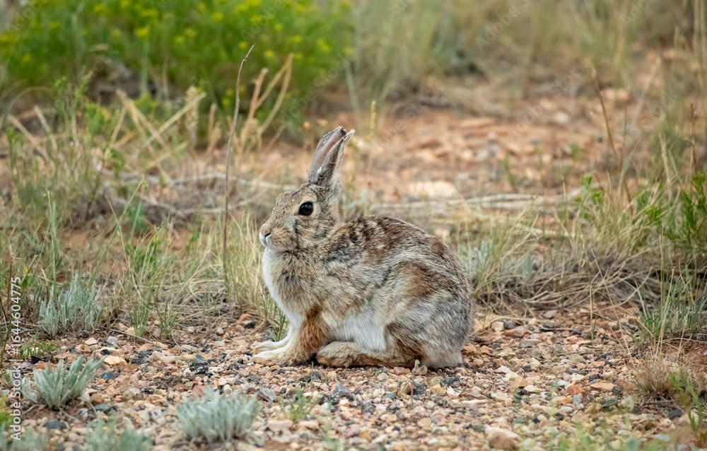 Fototapeta premium Wild rabbit frozen on prairie in Wyoming wilderness 