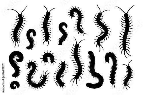 Centipede silhouette set and millipede vector collection. Creepy crawly insect and bug illustrations. Isolated black shapes of poisonous arthropods with many legs.