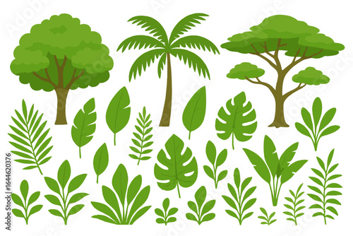 Tropical tree and plant vector set. Jungle leaves collection with palm, monstera, and safari acacia. Flat cartoon forest and rainforest foliage illustration for design.
