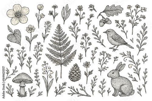 Botanical woodland sketching themes. Vector collection of hand drawn vintage forest elements. Flora, fauna, rabbit, bird, fern, mushroom, flowers. Engraving illustration set.