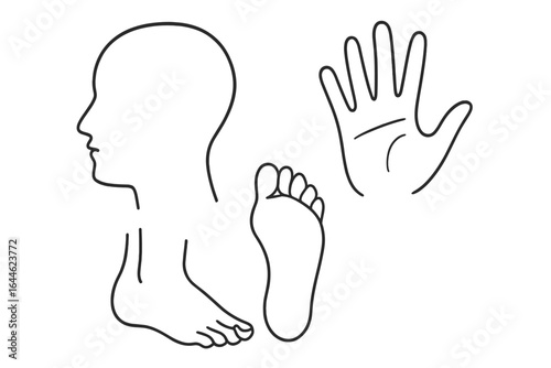 Line Art Outline Human Profile Head Foot Hand Print Medical Diagrams Educational Vector Illustration Transparent Background