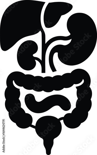 Detailed human body organs diagram illustration with silhouette outline