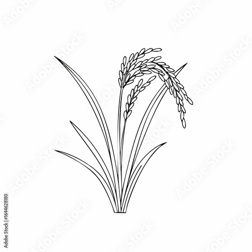 Detailed Black and White Illustration of Rice Plant with Grain Heads