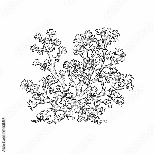 Detailed Black and White Illustration of a Delicate Lichen Specimen