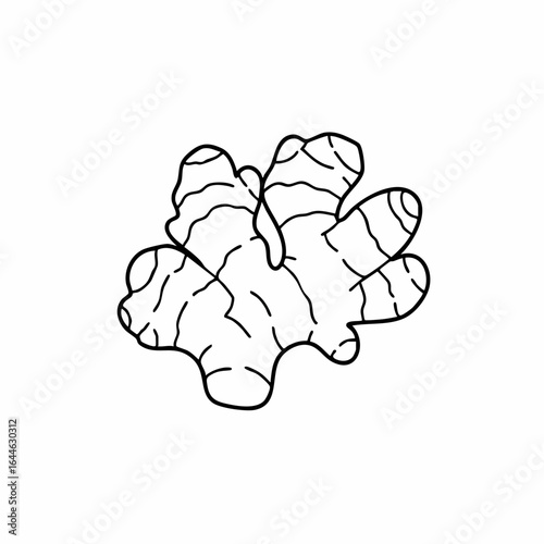 Detailed Black and White Illustration of Fresh Ginger Root