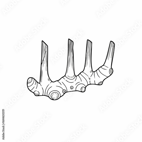 Detailed Line Art Illustration of a Fresh Ginger Root with Knobs and Shoots