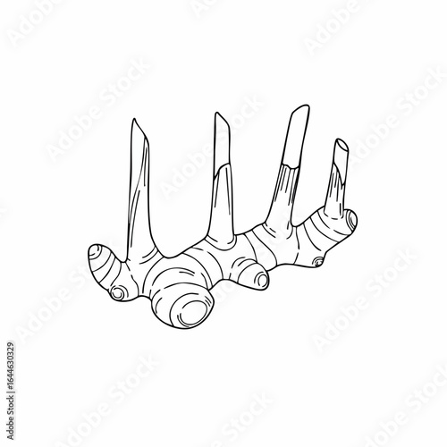 Detailed Line Art Illustration of a Ginger Root with Knobby Segments