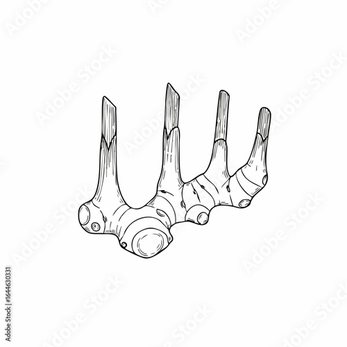 Detailed Black and White Illustration of Fresh Ginger Root