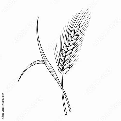 Detailed Line Art Illustration of a Wheat Stalk with Two Leaves