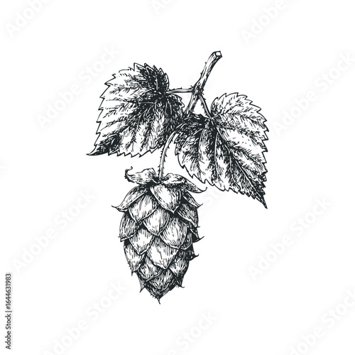 Detailed hand drawn black ink hop cone and leaves on white background