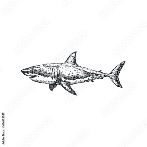 Detailed sketch of a predatory shark swimming through the ocean depths