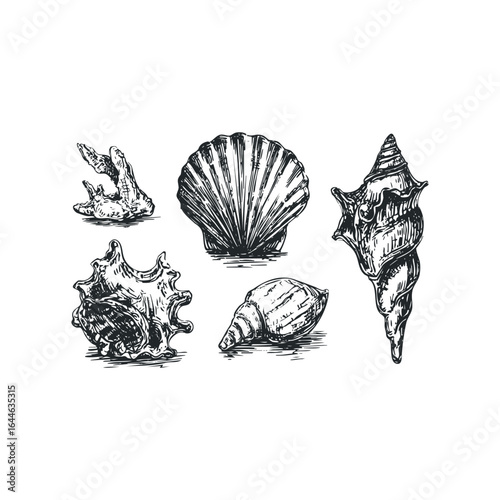 Collection of five hand-drawn sketch style seashells on white background
