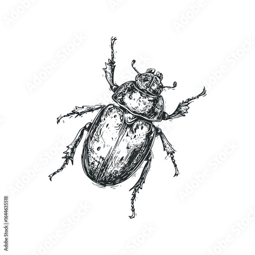 Detailed ink drawing of a scarab beetle with legs and antennae spread