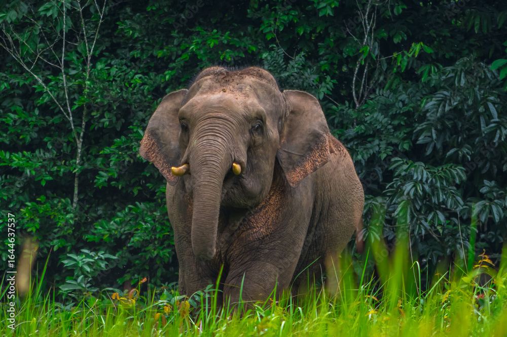 Obraz premium Elephants are large mammals and are the largest land animals. Wild elephants eat plants. They are big, have a small head, big legs, and have a trunk that reaches to the ground. That trunk is the nose.