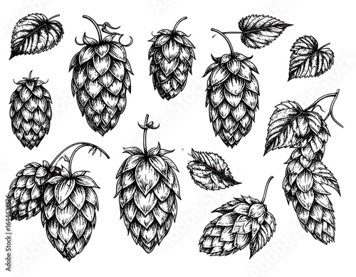 Detailed hand-drawn hop collection