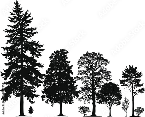 Silhouettes of Diverse Tree Species Arranged by Height from Tallest to Shortest—Botanical Comparison Graphic for Educational Posters, Forest Ecology Printables, and Nature-Themed Decor