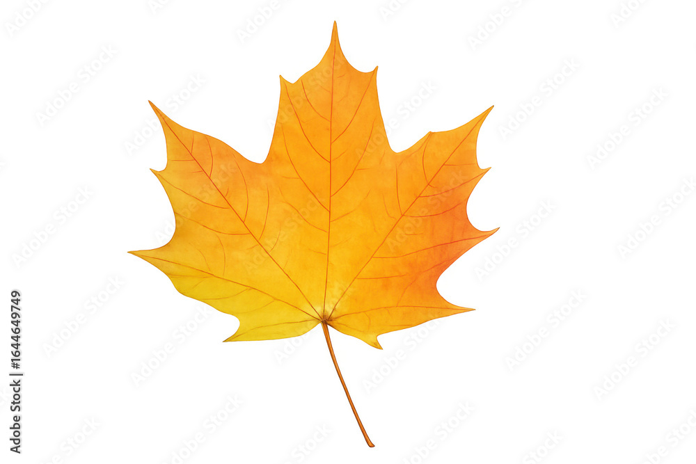 Vibrant yellow maple leaf falling on transparent background Vibrant yellow maple leaf falling on transparent background