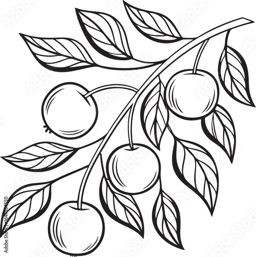 Branch with cherries and leaves cherry fruit