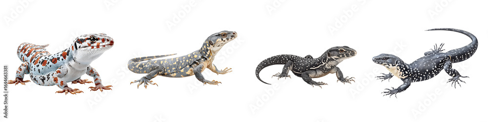 Naklejka premium Collection of Four Lizards on White Background