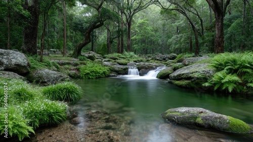 Tranquil Rainforest Scene with Gently Flowing Water