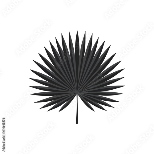 A fan-shaped leaf with radiating lines, possibly a palmetto or another type of palm frond.