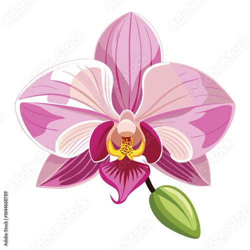 Beautiful pink orchid flower with green bud isolated on white