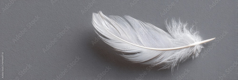 Obraz premium Single, delicate white feather rests on a smooth, grey surface; soft, wispy barbs; subtle lighting