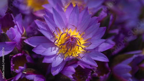 seamless background with purple lotus flowers and yellow heart for buddhism floral offering in sri lanka temple