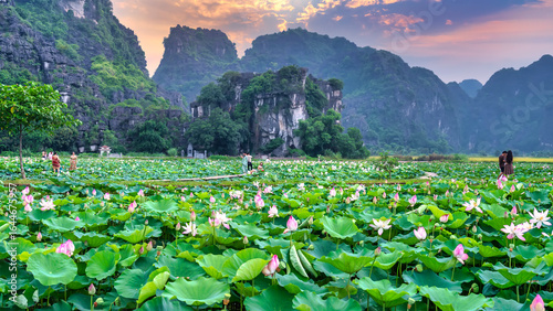Mua cave in Ninh Binh, Vietnam has a giant lotus fields is also one of the most beautiful attractions in summer. It is a place chosen by many tourists to take photos on weekends
