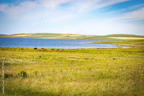 landscape on the orkney islands, orkneys, scotland, beach, grass, ocean, mainland, bay