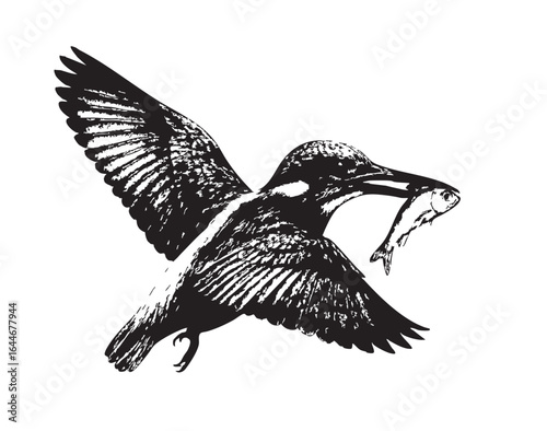 Flying Kingfisher Carrying a Fish – Transparent Background