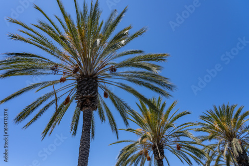 Fototapeta Naklejka Na Ścianę i Meble -  Phoenix dactylifera, date palm, is a flowering-plant species in the palm family Arecaceae.  San Jose, Santa Clara Valley, Northern California.