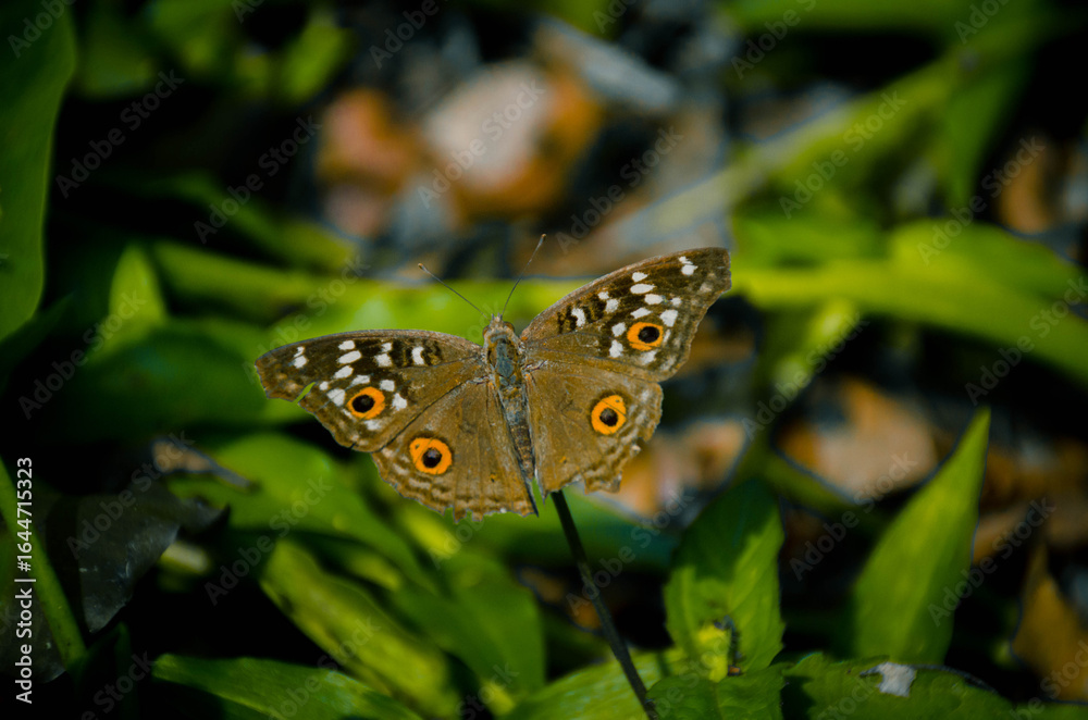 Obraz premium Orange Butterfly Close-Up with Black Wing Patterns on White Background – Macro Nature Photography