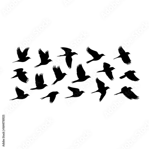 Flock of birds in flight flying wings spread