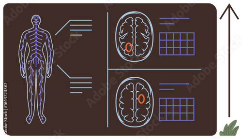 Human body diagram with nervous system, brain illustrations highlighting active regions, and data charts. Ideal for medical study, neuroscience, biology, education, research, diagnostics simple flat