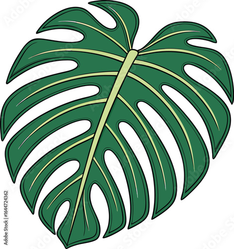 Green monstera leaf with four split holes on a cream background green leaf tropical plant
