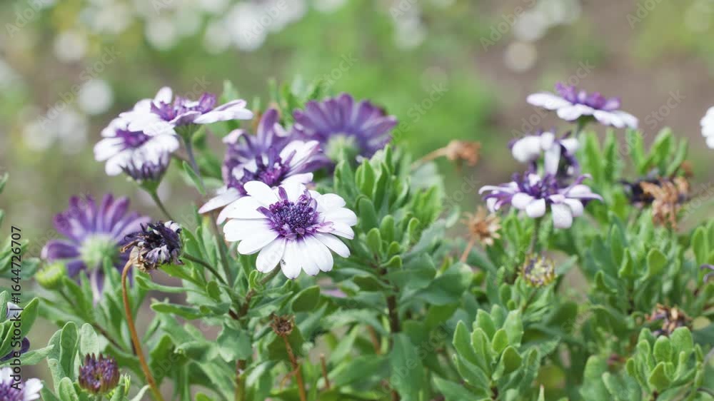 Bee Pollinating Purple and White African Daisies in Garden Bee Pollinating Purple and White African Daisies in Garden