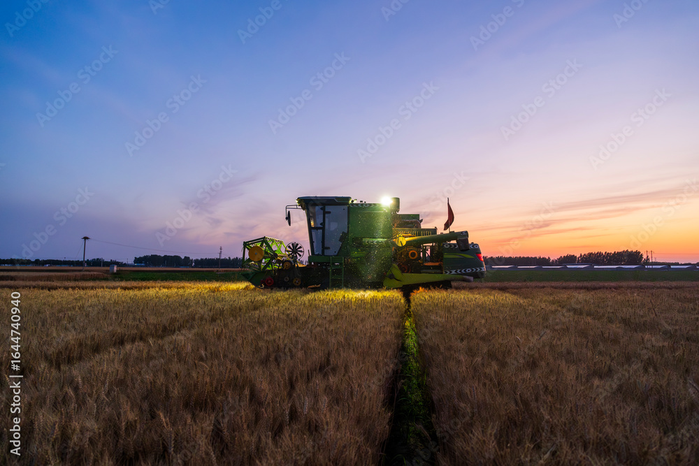Obraz premium The combine is harvesting the wheat in the evening