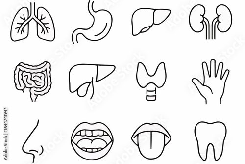 Human organs line drawing
