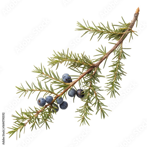 Branch of pine isolated on a transparent background
