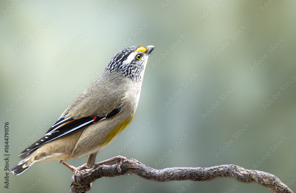 Obraz premium Striated Pardalote